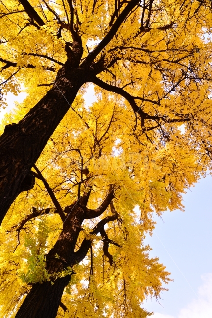 은행나무,가을,단풍,시즌,노랑색,단풍잎,maple,계절,늦가을,leaf,season,시안,디자인,디자이너,출판,편집,책자,서적,사보,카다로그,콘텐츠,리플렛,브로셔,컨셉,콘셉,컨셉트,모바일,팝업,전단,광고,색감,칼라풀,아름다운,뷰티풀,beautiful,sns,ebook,웹,마케팅,마켓팅,감성,필,느낌,서정,나뭇잎,바람,autumn,fall,red,color,emotion,feeling,11월,10월,찬란한,화려한,그림같은,배경,바탕,백그라운드,background,colorful,yellow,옐로우,나무,tree,고목,눈부신,가을,계절,fall,autumn,season,식물,자연,plants,nature,나무,trees,wood,plant,tree trunk,나무 줄기