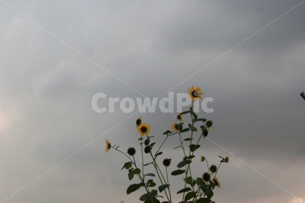 하늘,흐린,구름,해바라기,식물,꽃,식물,자연,plants,nature,꽃,flower
