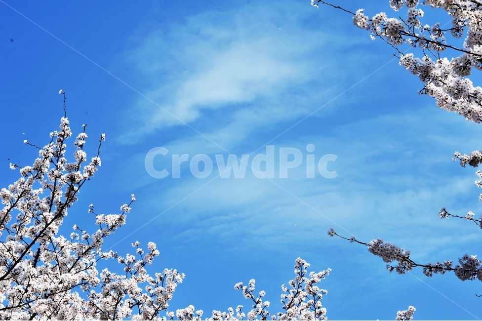 봄,하늘,벚꽃,파란하늘,배경사진,곷,계절,봄,계절,spring,season,자연,풍경,nature,landscape,식물,plants,꽃,flower,plant