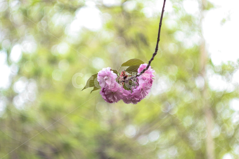 봄,봄날,봄꽃,꽃,분홍,예쁜,아름다운,배경,연분홍색,계절,겹벚꽃,spring,flowers,beautiful,season