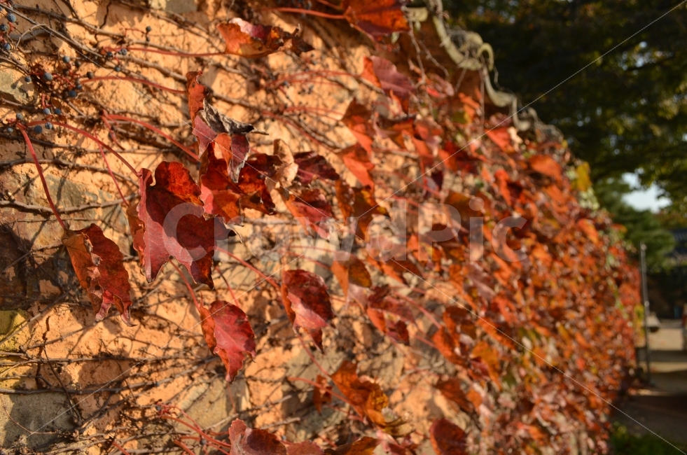 덩굴,가을,담벼락,식물,자연,빨간,덩쿨,덩굴식물,아웃포커스,가을,계절,fall,autumn,season,식물,자연,plants,nature,leaf,잎,plant,tree,나무