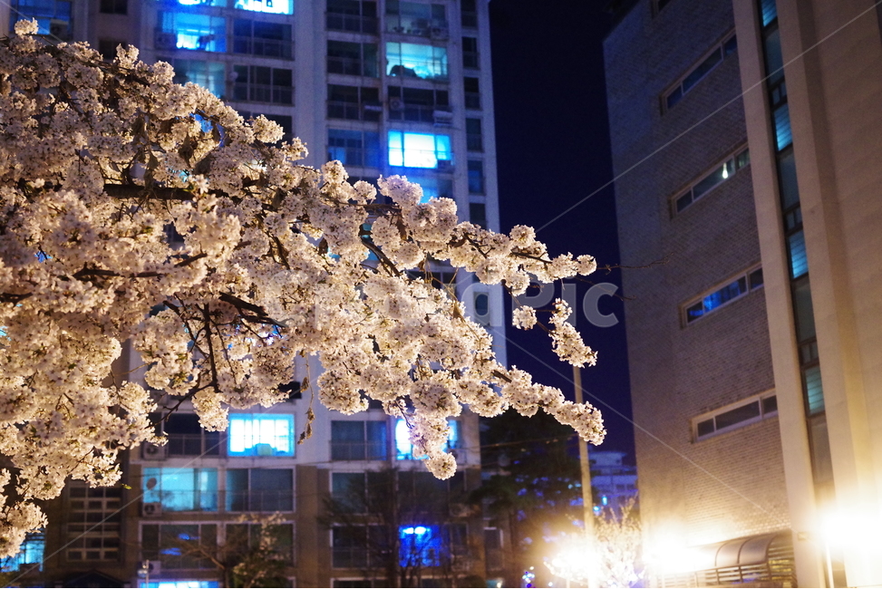 벚꽃,꽃,봄꽃,봄,봄배경화면,봄바탕화면,식물,꽃잎,꽃송이,벚꽃엔딩,자연,배경화면,바탕화면,봄,계절,spring,season,식물,자연,plants,nature,꽃,flower