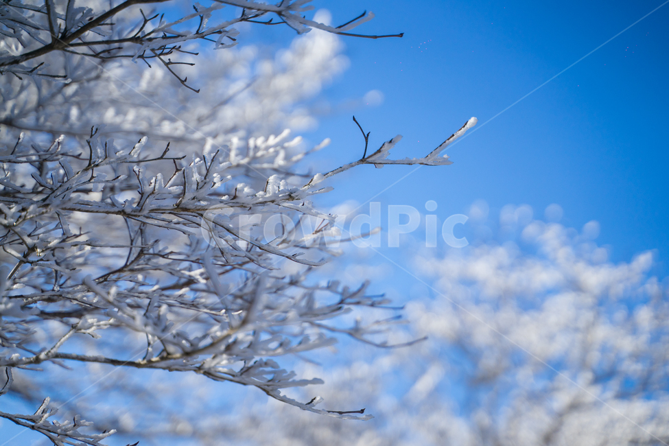 눈꽃,눈,한라산,한라산눈꽃,겨울한라산,겨울,계절,winter,season,자연,풍경,nature,landscape,outdoors,옥외