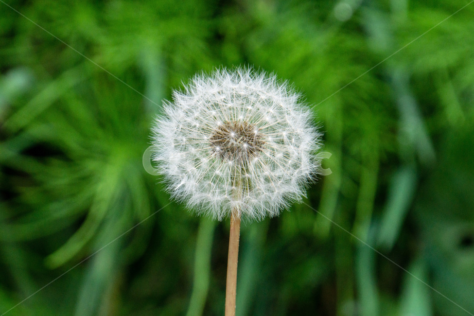 민들레,민들레씨,봄,꽃,풀