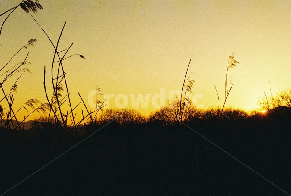 우포늪,늪지,자연,새벽,아침,필름사진,나무,빛,자연,풍경,nature,landscape,grass,잔디,plant,식물,lawn