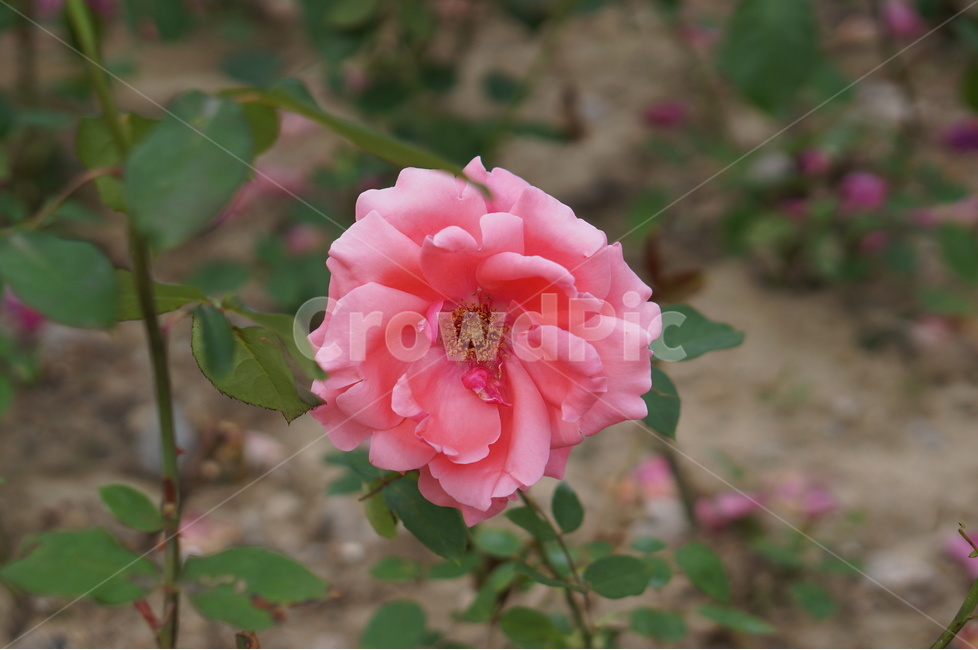 장미꽃,장미,핑크,맑음,5월,풍경,중랑천,식물,자연,plants,nature,꽃,flower
