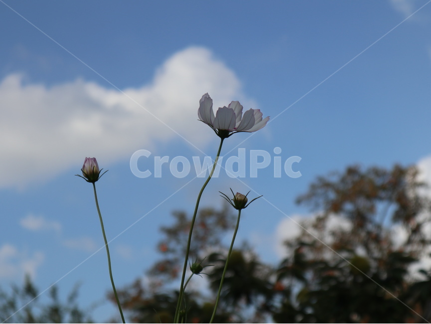 코스모스,꽃,하늘,흰색,plant,식물,식물,자연,plants,nature,꽃,flower