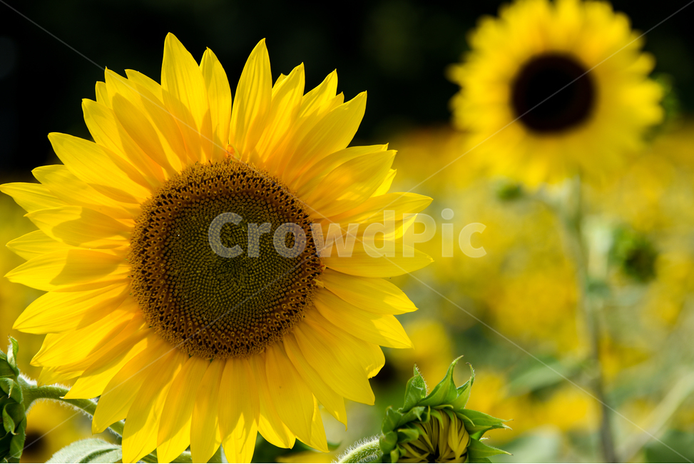 해바라기,노란꽃,꽃,액자,sunflower,가을,노랑,식물,자연,plants,nature,꽃,flower