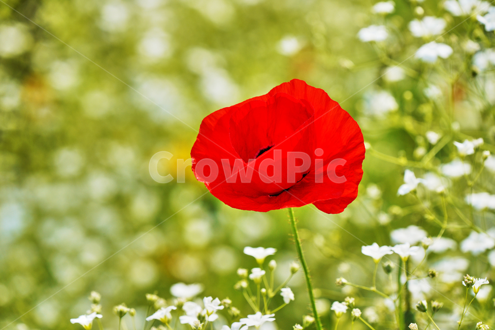 꽃,여름,식물,자연,나들이,식물,자연,plants,nature,꽃,flower
