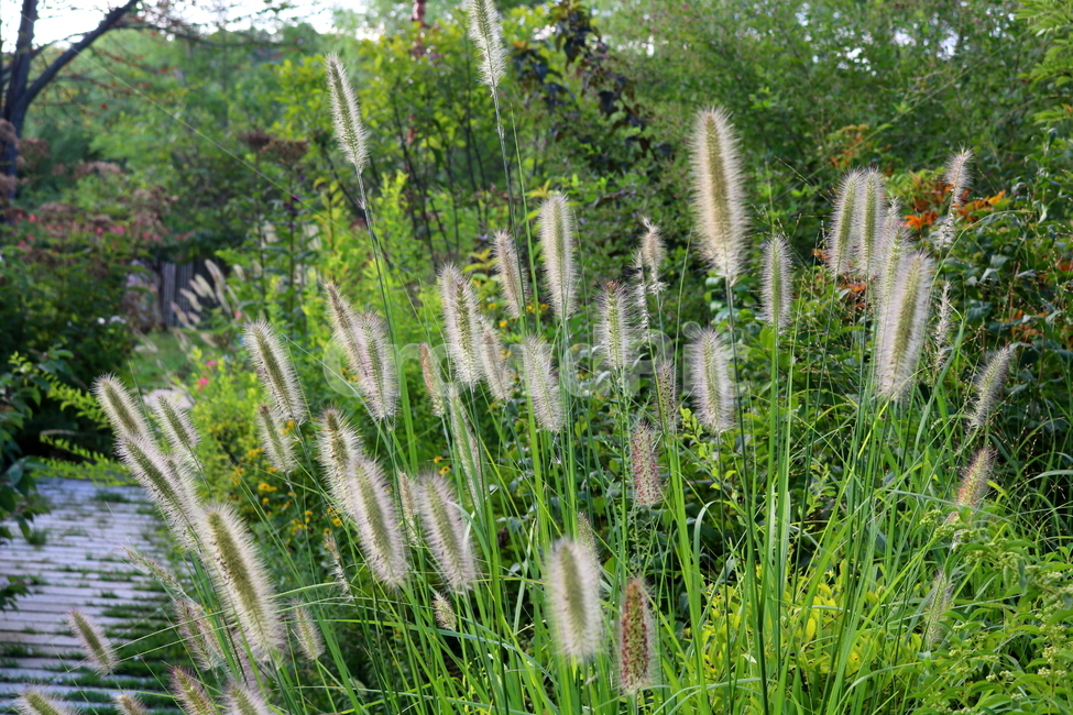 수크령,길갱이,랑미초,식물,벼과,벼과식물,자연,식물,자연,plants,nature