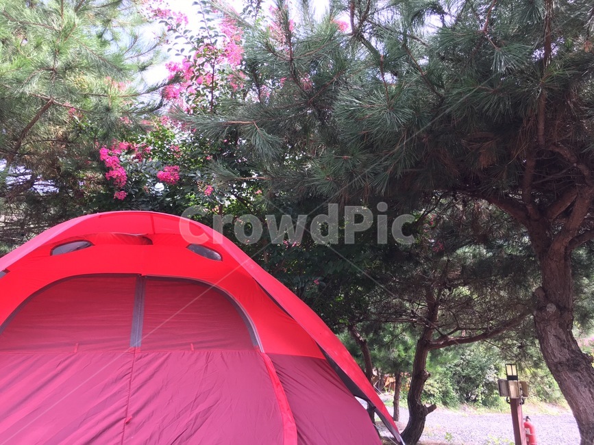 tent,텐트,나무,자연,캠핑,여행,tree,여행,휴가,traveling,vacation,trip