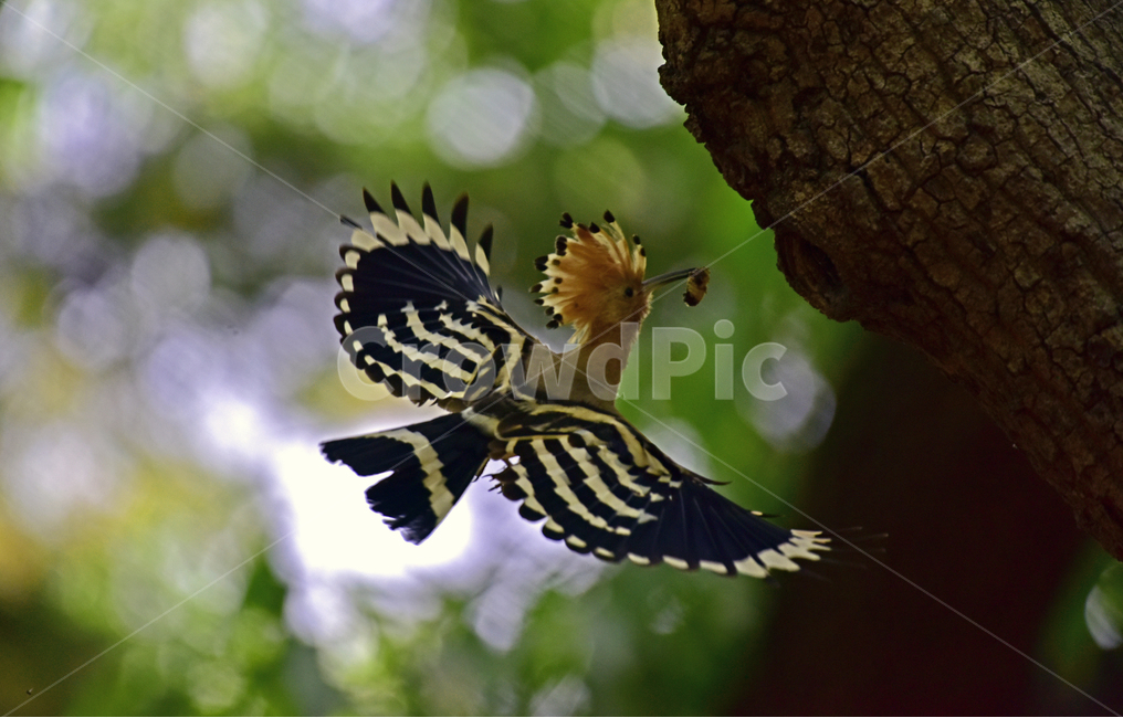 후드티,hoopoe,upupaepops,철새,여름철새,조류,여름새,파도비행,오디새,동물,animal,조류,새,birds