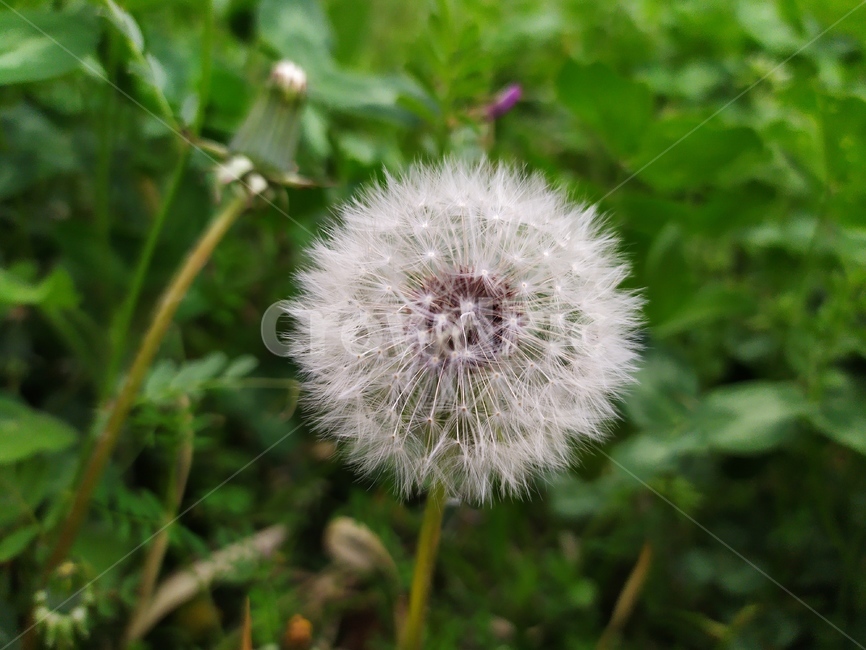 민들레,민들레꽃,민들레홀씨,들꽃,봄꽃,식물,자연,plants,nature,꽃,flower