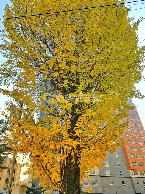 tree,나무,은행나무,plant,가을,낙엽,노란색,가을,계절,fall,autumn,season,식물,tree trunk,나무 줄기