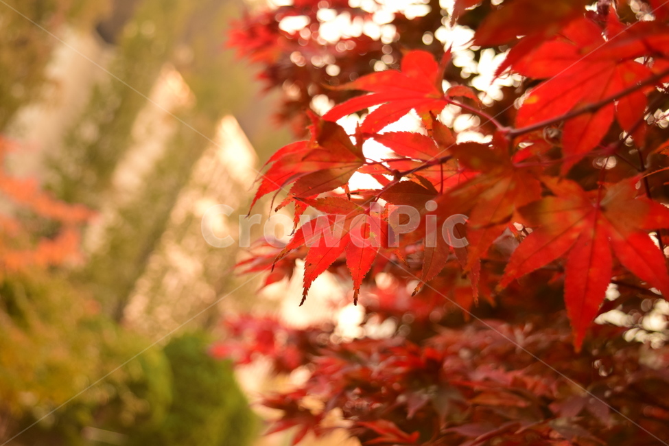 단풍,가을,붉은,햇빛,나무,감성,가을,계절,fall,autumn,season,leaf,잎,plant,식물,tree