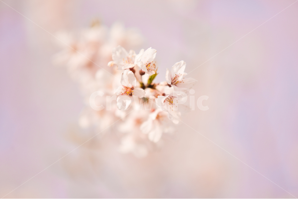 분홍,꽃,벚꽃나무,나무,핑크,벚꽃,하늘,분위기,감성,봄,계절,spring,season,식물,자연,plants,nature,꽃,flower,plant