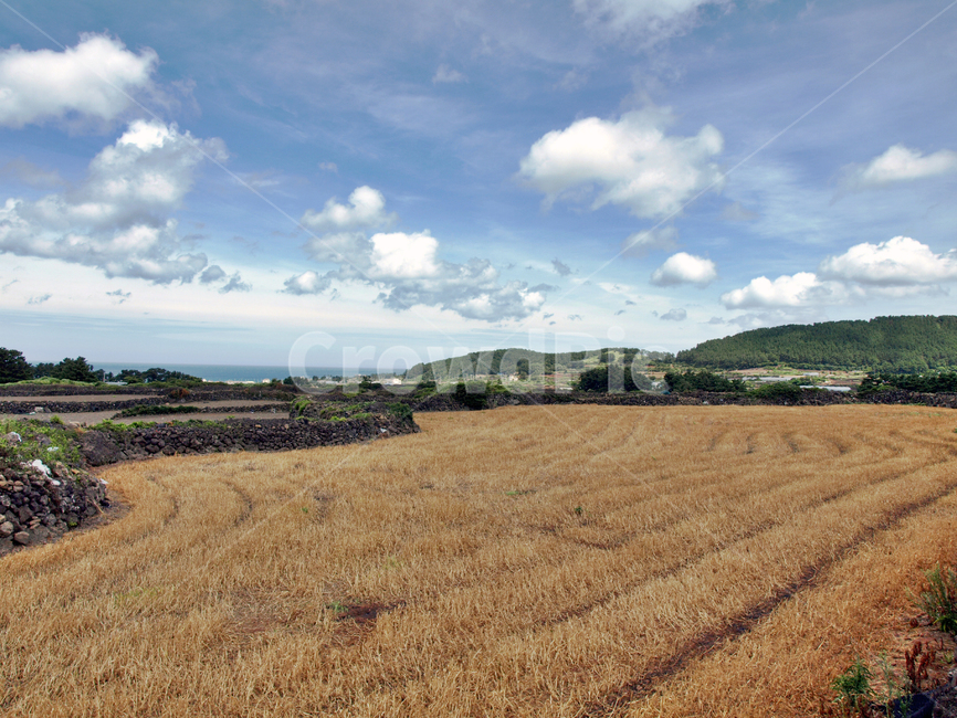 제주,올레15코스,흰구름,푸른하늘,밭,자연,올레,돌담,제주도,jeju,jeju island,nature,outdoors,옥외