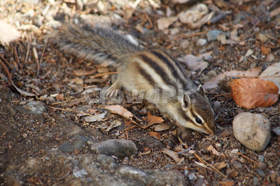 야생동물,다람쥐,줄무늬다람쥐,동물,squirrel,chipmunk,한국다람쥐,Siberianchipmunk,동물,animal,포유류,mammal