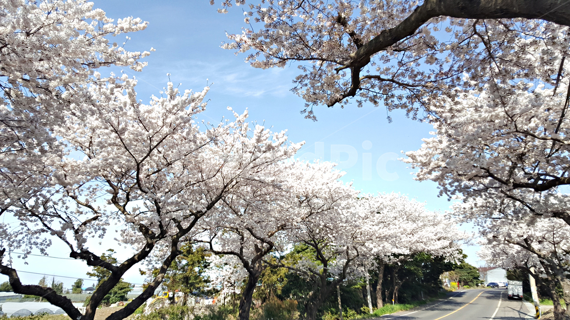 꽃,blossom,cherryblossom,식물,plant,벚꽃,벚나무,식물,자연,plants,nature,꽃,flower