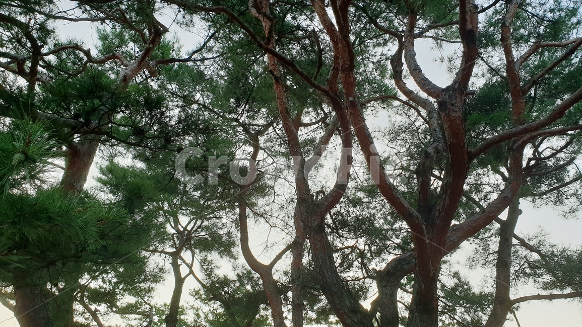 소나무,소나무숲,숲,솔잎,식물,자연,그린,plants,nature,green,식물,자연,plants,nature,나무,trees,wood