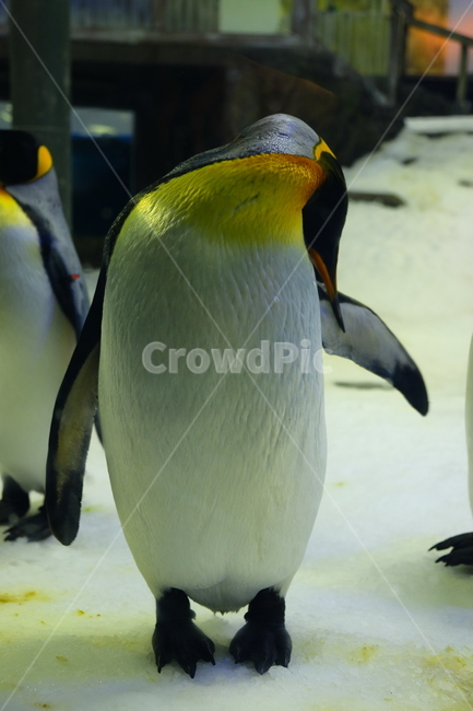 펭귄,호주,동물원,눈,새,동물,animal,조류,새,birds