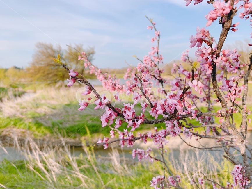 꽃,flower,봄,벚꽃,하늘,일본,미국,spring,나무,tree,sky,pinkflower,배경화면,일본풍,풍경,landscape,background,봄,계절,spring,season,식물,자연,plants,nature,꽃,flower,plant