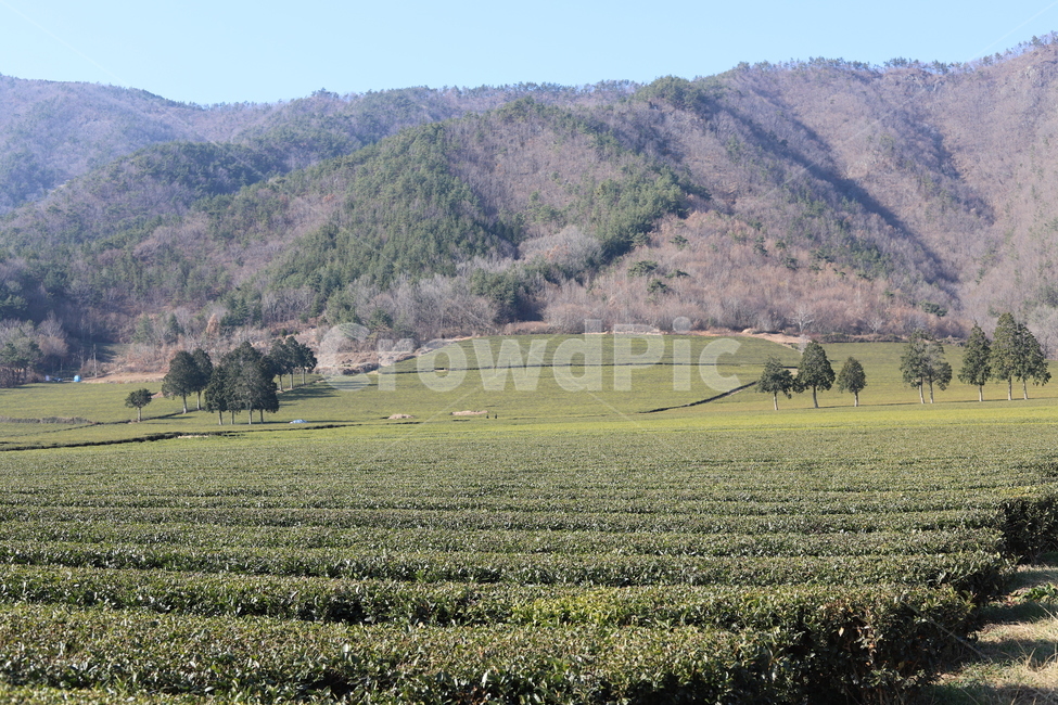 보성녹차밭,녹차,greentea,greenteaplantaion,outdoors,옥외,nature,자연,농업,농사,agriculture,farming,farming industry