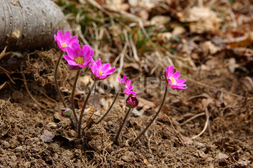 노루귀,야생화,홍노루귀,봄,숲,식물,자연,plants,nature,꽃,flower