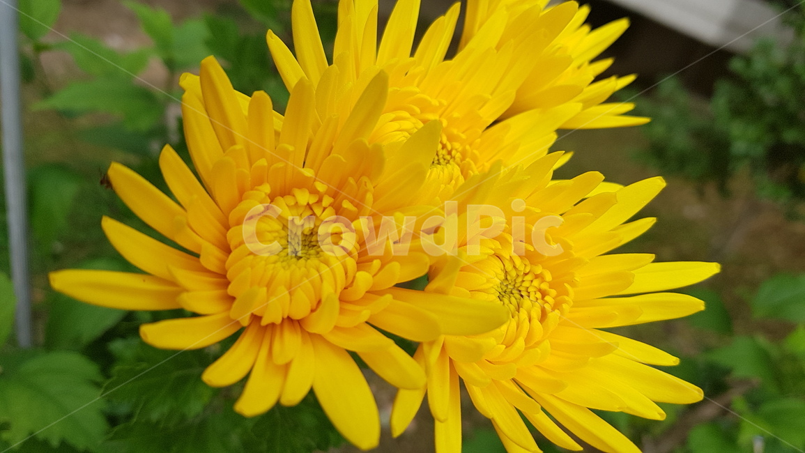꽃,들꽃,flower,wildflower,꽃잎,petal,floralleaf