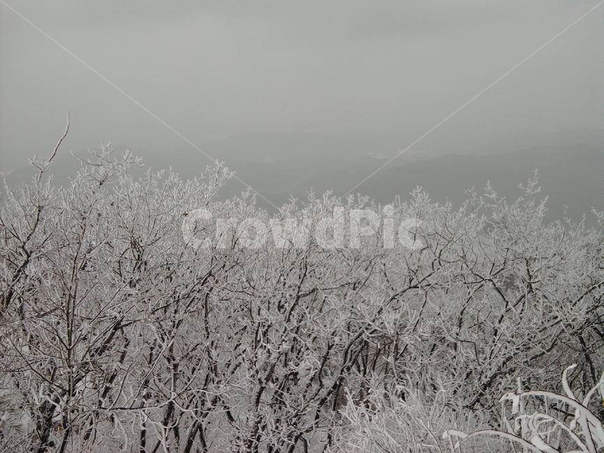 nature,ice,자연,겨울,눈