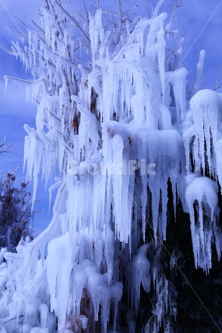 snowflake,Inje,frozen,winter,ice,Frozen,freeze,Snow Flower,snow,Smelt Festival,icicle