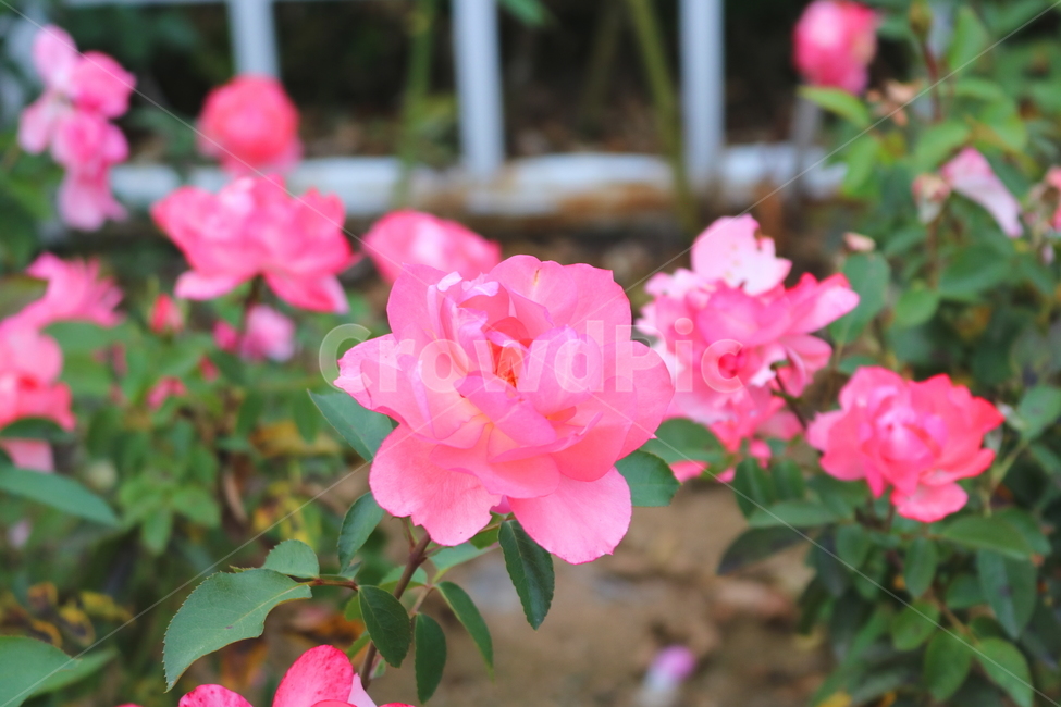 장미,장미꽃,꽃,식물,자연,톰톰,분홍장미,원예,관상용,식물,자연,plants,nature,꽃,flower