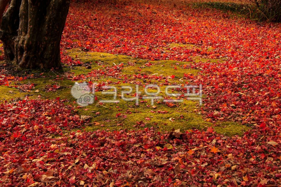 가을, autumn, 단풍, maple, 잎, 사진,이미지,일러스트,캘리그라피 - 고운경작가