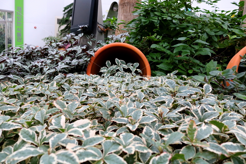 예루살렘체리,체리,나무,식물,고추나무과,자연,식물원,식물,자연,plants,nature