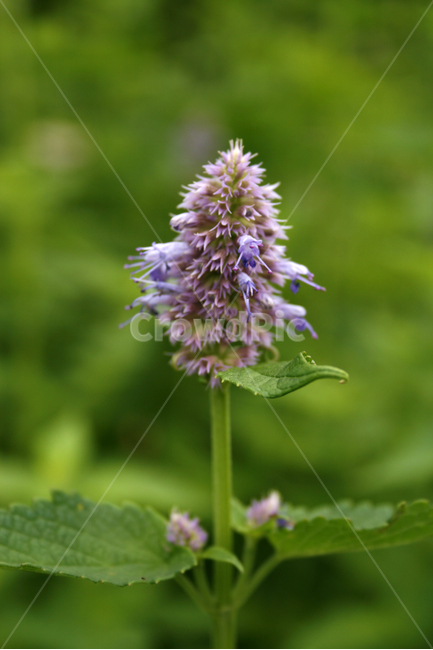 배초향,식물,flower,plants,nature,꽃,꽃봉오리,식물,자연,plants,nature,꽃,flower