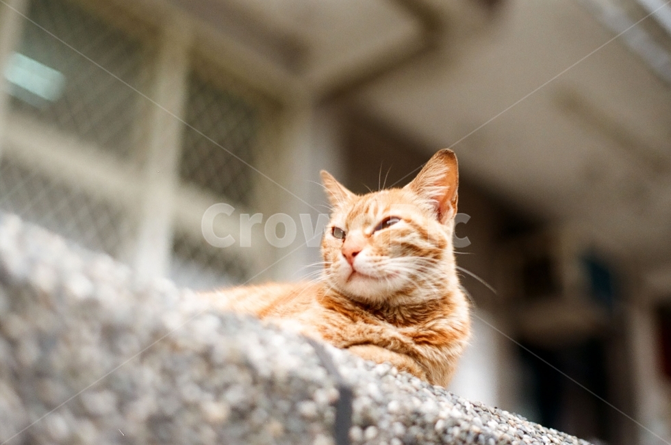 taiwan,wait,stray cat,cat,cat gaze,Sight,faint