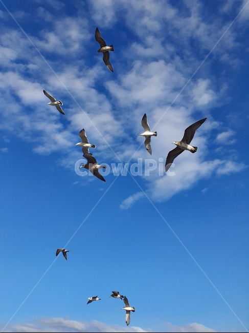 갈매기,갈매기들,갈매기떼,파란하늘,푸른하늘,구름,하얀구름,비행,새,bird,animal,flying,seagull,gull,동물,animal,조류,새,birds