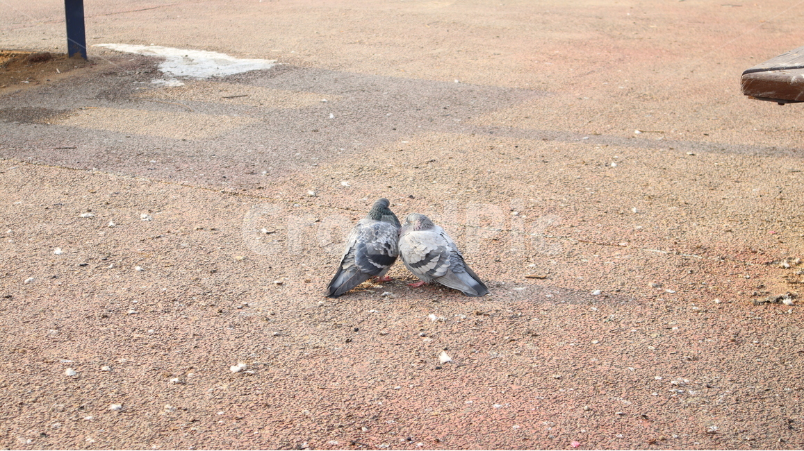 비둘기,커풀,비둘기한쌍,두마리,조류,동물,공원,동물,animal,조류,새,birds