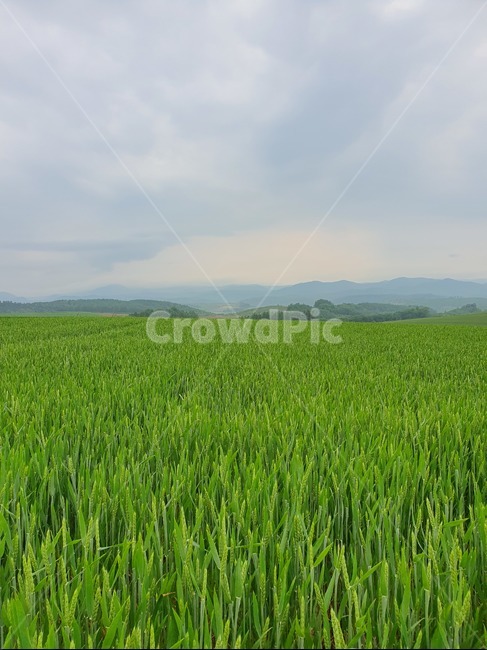 field,들,outdoors,grassland,목초지,nature,자연