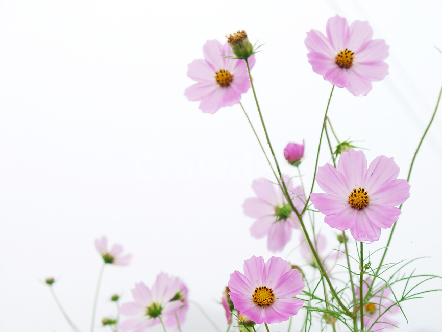 코스모스,꽃,가을,꽃테마,꽃감성,가을,계절,fall,autumn,season,식물,자연,plants,nature,꽃,flower,spring,봄,plant