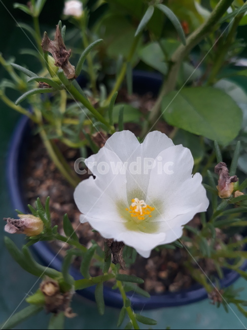 채송화,흰채송화,식물,pollen,화분,꽃,식물,자연,plants,nature,꽃,flower