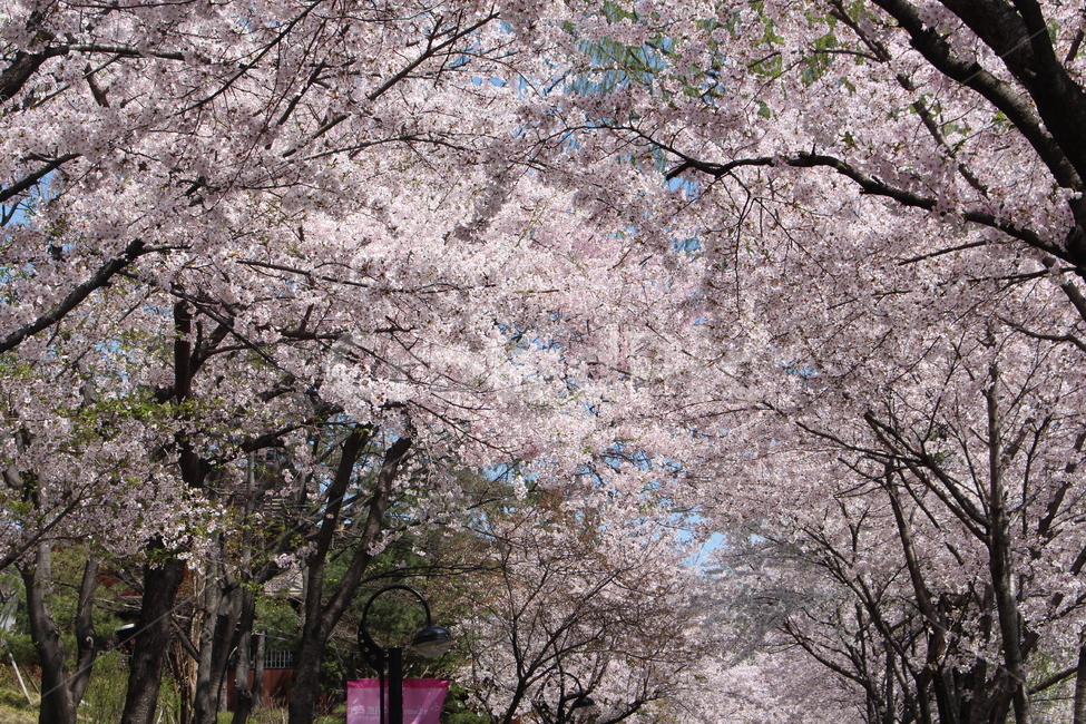봄,벚꽃,벚꽃나무,산책,힐링,봄,계절,spring,season,자연,풍경,nature,landscape,plant,식물,blossom,꽃,flower
