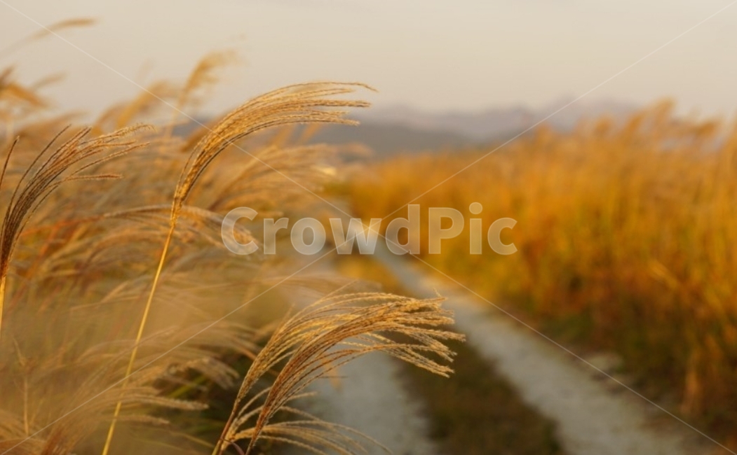 가을,억새,단풍,바람,자연,그림자,길,풍경,일몰,감성,서정,nature,autumn,태양,가을,계절,fall,autumn,season,자연,풍경,nature,landscape,grass,잔디,plant,식물,lawn