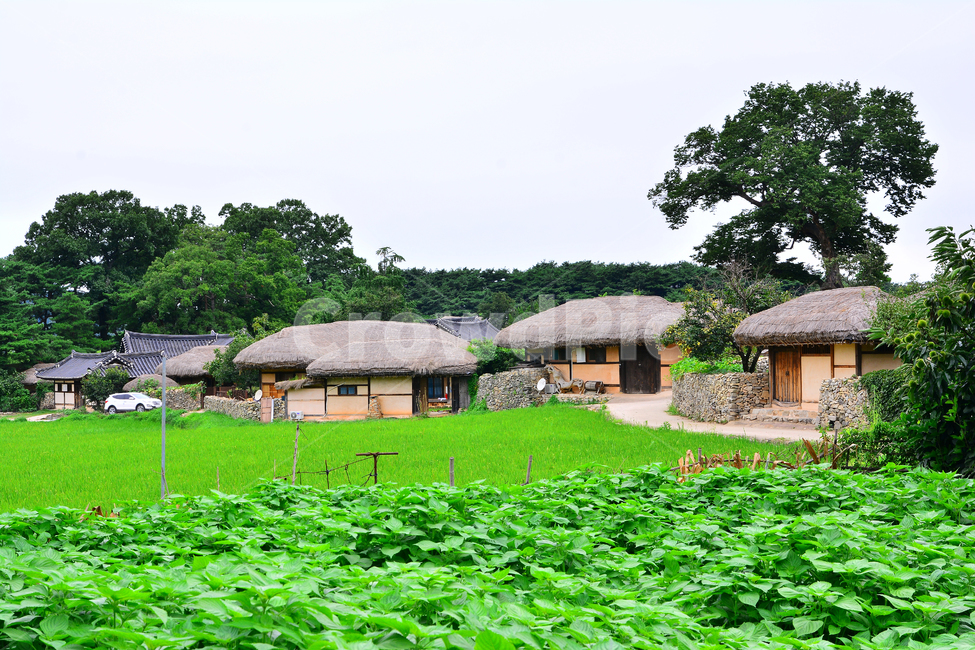 민속촌,민속마을,전통마을,고향집,초가집,한옥,시골,고향,보존,culture,traditional,korean,house,한국의미,시골길,정감,옛,마을,동네,집,과거,올드,old,벼농사,쌀농사,논농사,시골,마을,풍경,landscape,country,rural,town,한국전통,한국문화,korean traditional,korean culture