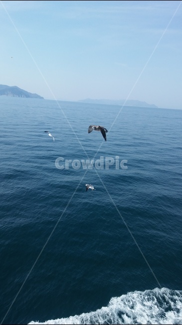 바다,갈매기,하늘,자연,섬,동물,animal,조류,새,birds