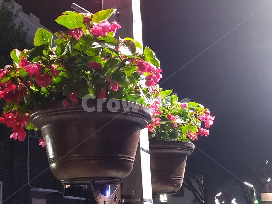 화분,꽃,식물,비오는날,자연,식물,자연,plants,nature,꽃,flower
