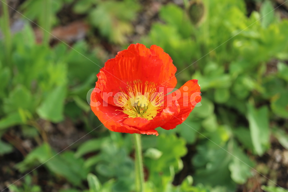 꽃,봄,여름,수목원,자연,봄,계절,spring,season,식물,자연,plants,nature,꽃,flower,plant