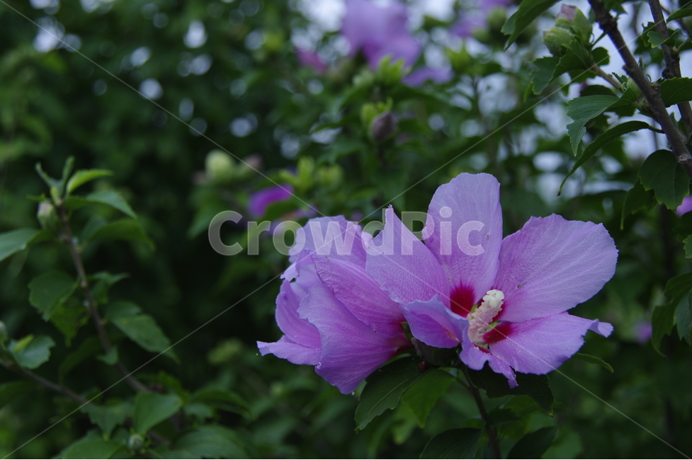 무궁화,무궁화꽃,대한민국국화,분홍무궁화,길가에피어난,꽃송이,무궁화두송이,무궁화나무,식물,자연,plants,nature,꽃,flower