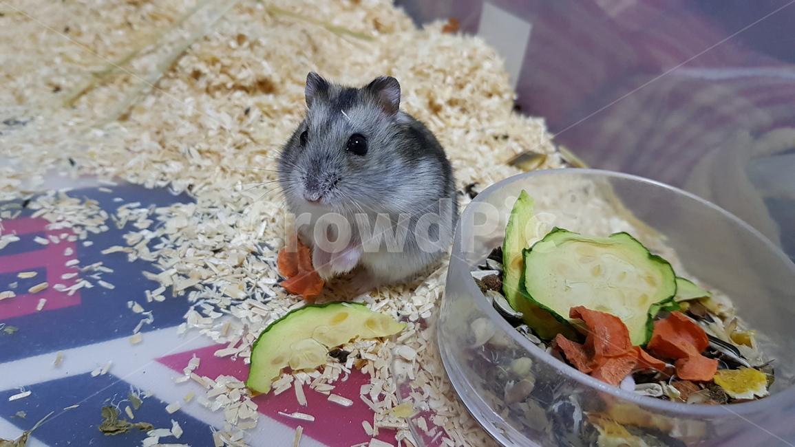 mouse,hamster,Hamchi,dwarf hamster,jungle hamster,pet