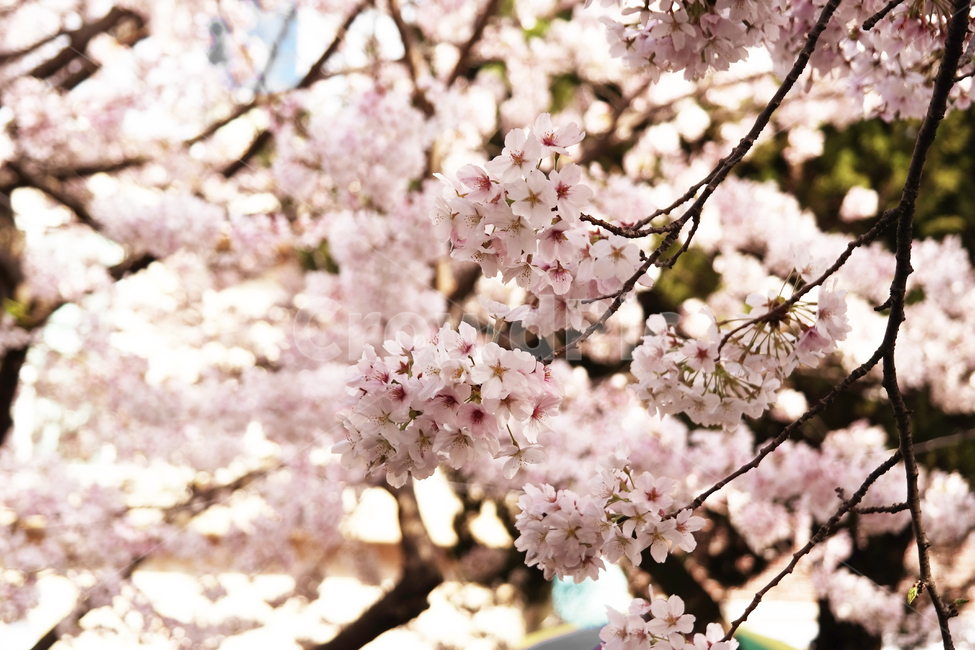 벚꽃,blossom,flower,spring,봄꽃,나무,식물,사쿠라,korea,풍경,봄,자연,season,plants,nature,경치,야외,식물,자연,plants,nature,꽃,flower